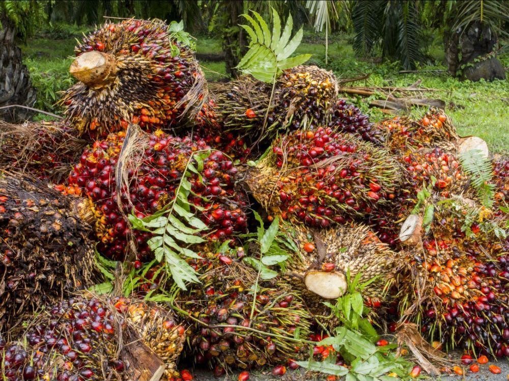 Agro Supply Chain