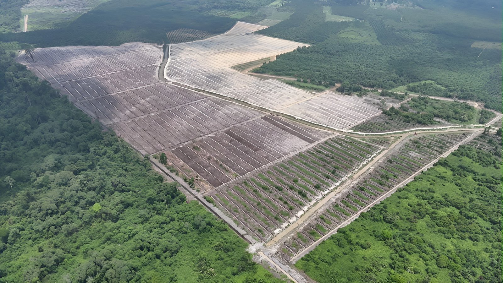 nk agriculture plantation development