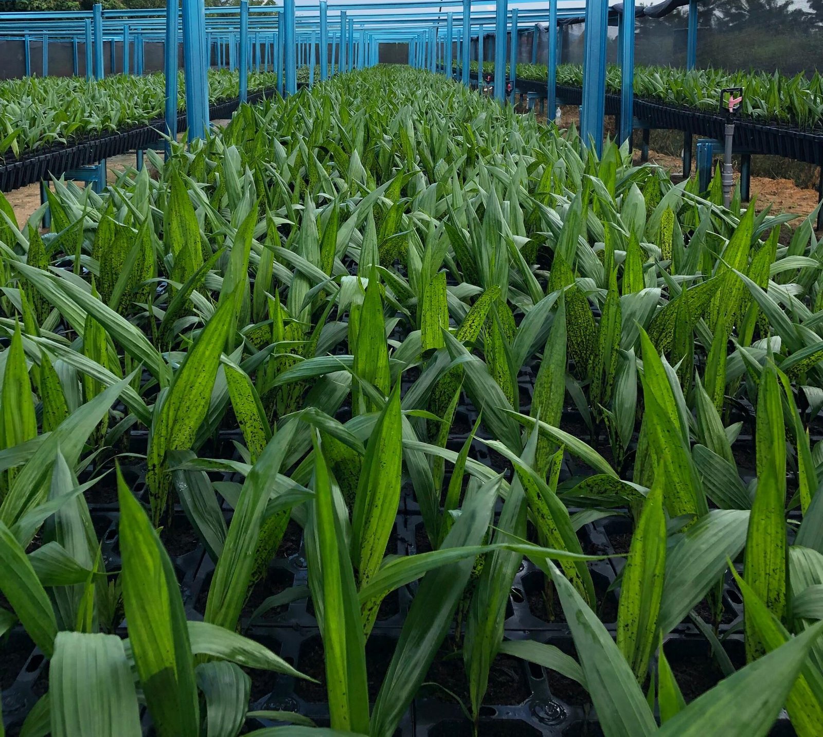 NK Agriculture agricultural field