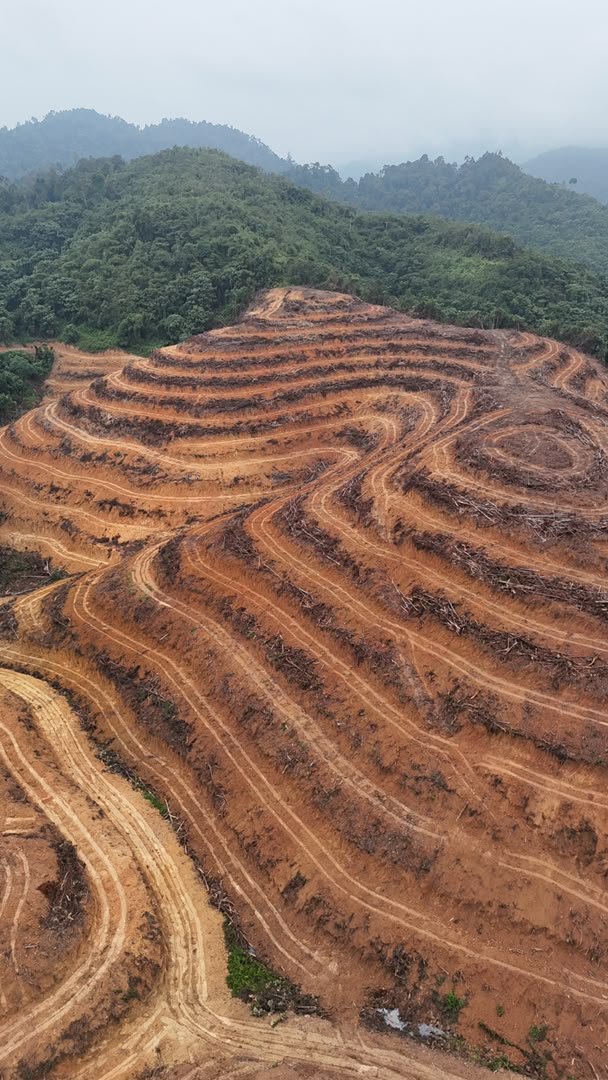 Plantation Development