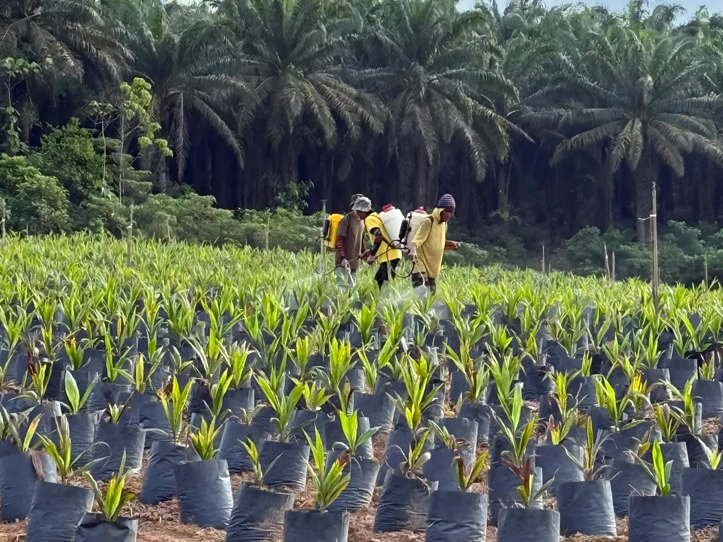 Agro Supply Chain