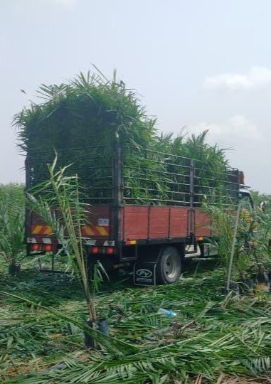 Plantation Development
